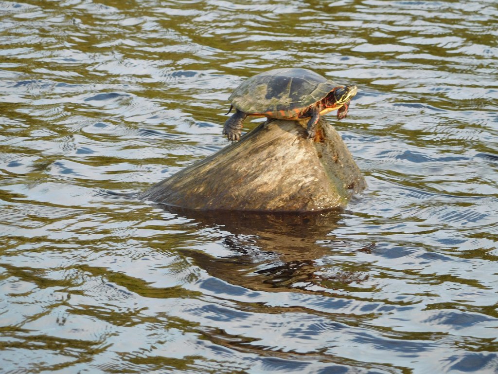 026(1).jpg - Turtle sunning on a log