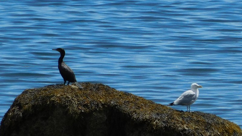 005.JPG - Cormorant and Seagull at Moose Point SP