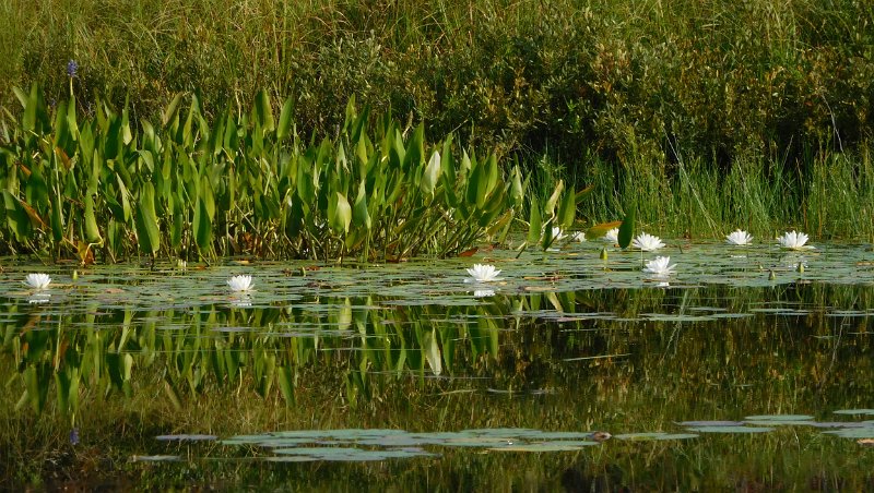 019.JPG - Water Lillies