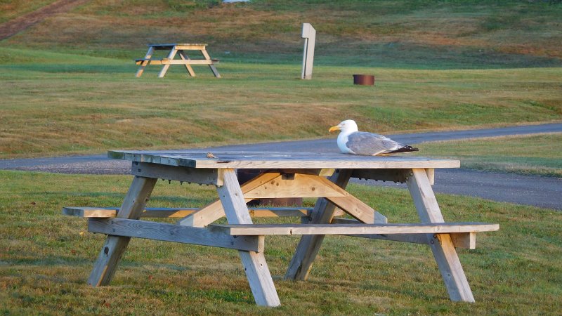 030.JPG - Seagull